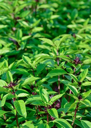Seedeo® Basilikum Thai Basilikum (Ocimum basilicum) 100 Samen BIO