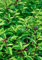 Seedeo® Basilikum Thai Basilikum (Ocimum basilicum) 100 Samen BIO