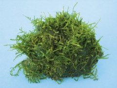 Dennerle Peacock Moss Growing on Lava Rock Taxiphyllum sp Live Plants