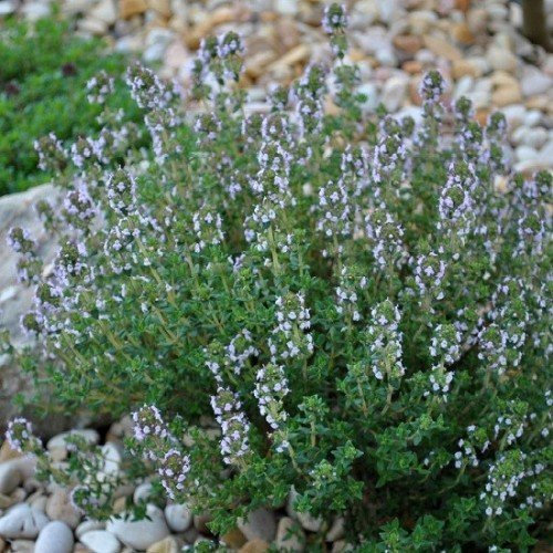 Thym de Provence 350 graines