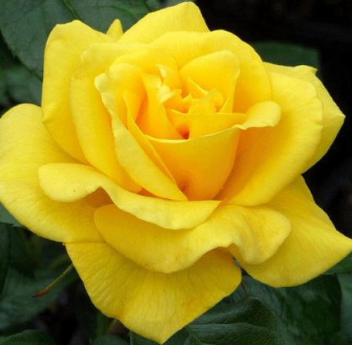 Rosa Bush Rose Floribunda 'Golden Wedding' Plant