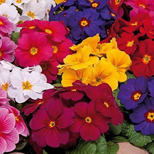 Primrose 'Wanda Mixed Colours' Perennial Garden Plug Plants Pack x6