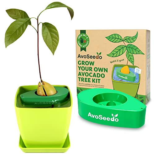 Grow Your Own Avocado Tree Kit - Unusual Gardening Gifts for Women and Men, Outdoor Indoor Plant, Home Decorations Accessories, Allotment Gifts for Her with Plant Pot