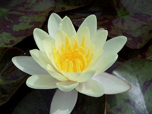 WASSERPFLANZEN WOLFF - Seerose fertig im PFLANZKORB - Nymphaea 'Marliacea Chromatella' - Seerose, gelb - winterhart