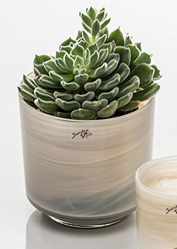 Sandra Rich - Vaso per orchidee in vetro alabastro color crema, crema, 15 cm hoch, Ø 15 cm