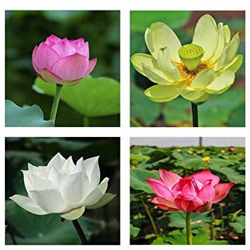 Seedeo® Anzuchtset Lotusblumen (Nelumbo nucifera) 28 Samen