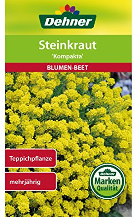Dehner Blumen-Saatgut, Steinkraut, Kompakta, 5er pack (5 x 3 g)