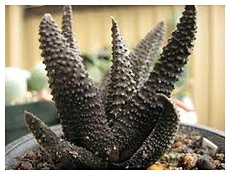 Haworthia scabra - Sukkulente - 10 Samen