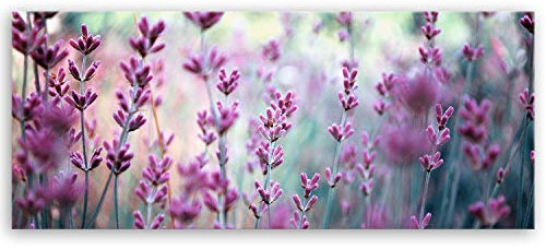 ge Bildet Bild auf Leinwand | Lavendelblüten Feld - Blumen Violett Lavendel Natur in 100x40 cm als Panorama Wandbild | Wand-deko Dekoration Wohnung modern Bilder | 2207