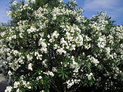 20 Samen White Oleander (Nerium Oleander) Strauch Baum Samen, exotische Baumsamen