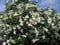 20 Samen White Oleander (Nerium Oleander) Strauch Baum Samen, exotische Baumsamen