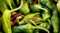 PEPERONE FRIARIELLO NR.200 SEMI