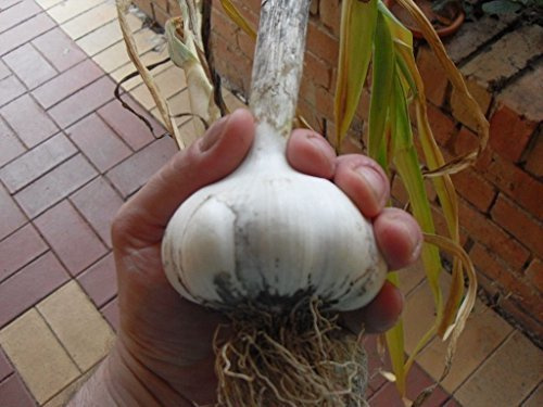 MASSA * 60 SEMI * GIGANTE AGLIO * TUTTO L'ANNO * * CULINARIA