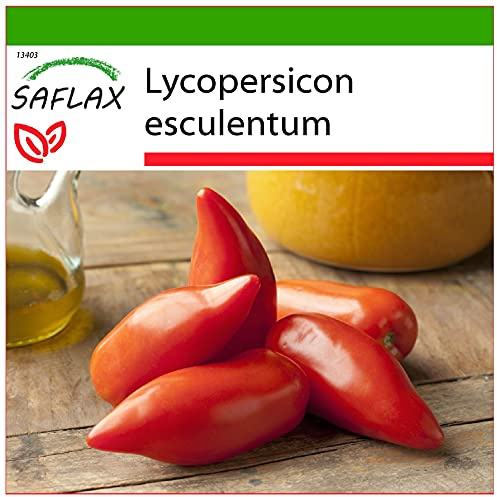SAFLAX - Tomato - Cornue des Andes - 10 Seeds - with Soil - Lycopersicon esculentum