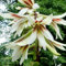Plant World Seeds - Cardiocrinum Giganteum Yunnanense Seeds