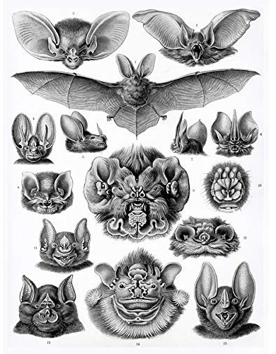 Bumblebeaver Nature Art ERNST Haeckel BAT Biology Germany Vintage Advertising Poster Natur Biologie Deutsche Jahrgang Werbung