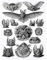 Bumblebeaver Nature Art ERNST Haeckel BAT Biology Germany Vintage Advertising Poster Natur Biologie Deutsche Jahrgang Werbung