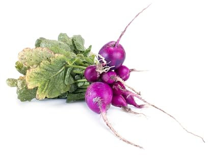 JustSeed - graines de Legumes Radis Malaga Violet 600 Seeds Economy Lot