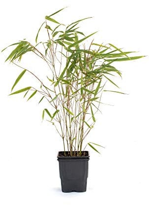 Bambus Fargesia rufa winterhart, immergrün und schnell-wachsend, 30/40 cm hoch, im Topf (1)