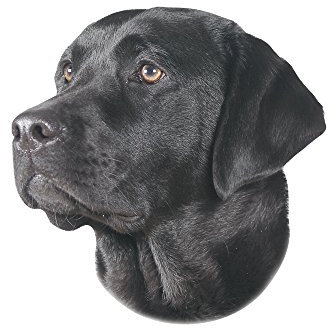 Nobby Aufkleber Labrador schwarz gelb 12 x 3,5 cm