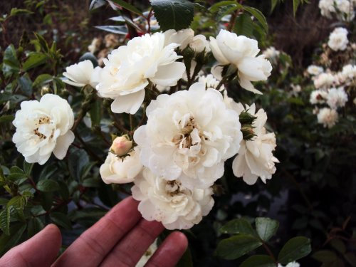 Kletterrose Guirlande d'Amour Containerrosen im großen 7,5 Liter Topf
