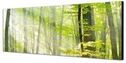PANORAMA BILD in 150x50cm TOP Bilder! (Sonnenstrahl Wald Büte Frühjahr) Wandbild xxl günstig & modern ART PRINT Wandbilder Bilder EXKLUSIVES Fotowandbild auf Leinwand und Keilrahmen Bild Leinwandbild Fotodruck modern Zeitlos Stilvoll wie ein Gemälde Ausführung schöner Kunstdruck auf echter Leinwand als Wandbild mit Rahmen. Preiswerter als Ölbild Gemälde Foto Poster Plakat mit Bilderrahmen.