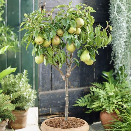 YouGarden Pear 'Garden Pearl' Patio Fruit Tree Bare Root 80-100cm Tall