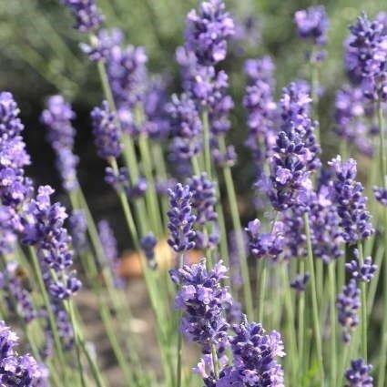 Echter Lavendel Lavandula angustifolia winterhart mehrjährig duftend | Lavandula angustifolia, buschiger Wuchs, violett-blaue Blüten im Sommer, silbrig-graues Laub, sonniger Standort, winterhart