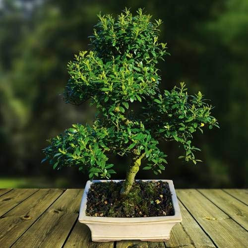 Ilex Bonsai 9 Jahre alt - 1 baum