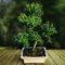 Ilex Bonsai 9 Jahre alt - 1 baum