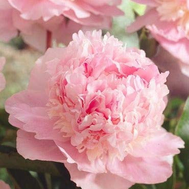 10pcs / lot Seltene Heirloom Sorbet Robuste bunte doppelte Blüten Pfingstrose Baum Samen Bonsai Pflanze Hausgarten P1