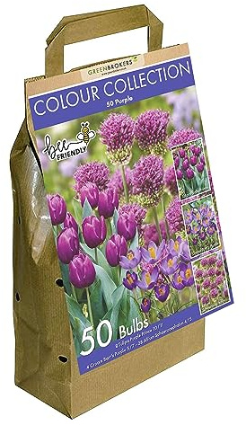 Colour Collection Spring Flower Bulbs - Purple (Pack of 50)