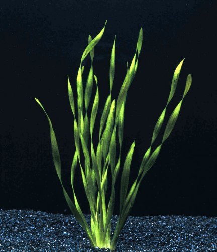 Diverses espèces de Vallisneria X 5 - plante vivante pour aquarium