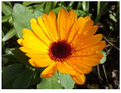 PREMIER SEEDS DIRECT - Calendula - NOVA - 4 GRAM ~ Approx 600 Flower Seeds