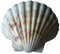 Shell Muschel - Jakobsmuschel Ragoutschale Deep Scallop