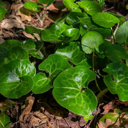 WASSERPFLANZEN WOLFF - Heimische Haselwurz/Asarum europaeum im 9x9cm Topf - Wintergrüner Bodendecker für Schatten & Halbschatten am Teichrand - nierenförmige Blätter, sehr winterhart (2)