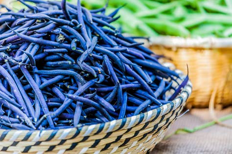 Stangenbohne Blauhilde 10 Samen Bohnen