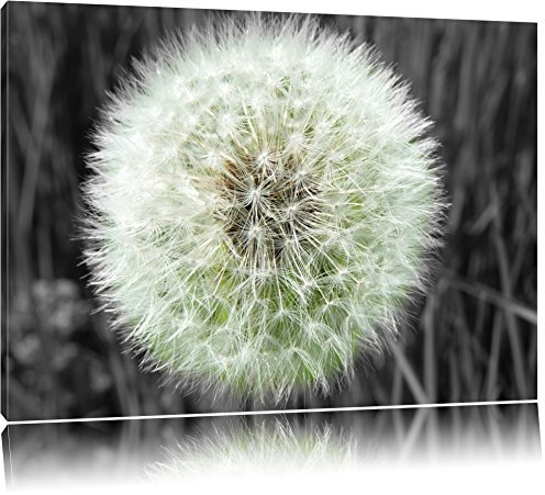 Pixxprint klassische zarte Pusteblume B&W, Größe: 80x60cm, Leinwandbild, fertig gespannt, Wandbild, Dekoration, Kunstdruck, kein Poster