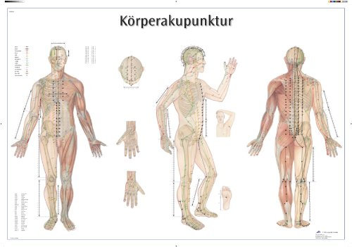 3B Scientific Lehrtafel - Körperakupunktur, VR0820UU