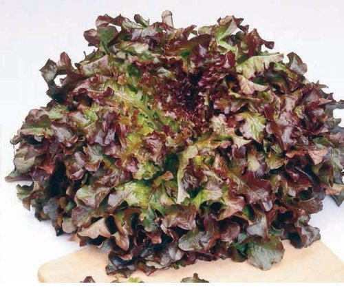 JustSeed - Vegetable - Lettuce - Red Salad Bowl - 1000 Seeds - Economy