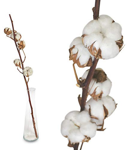 Echte Baumwolle - 1 Zweig 55 bis 60cm - 5 bis 7 Blüten pro Baumwollzweig - echte Trockenblumen zum basteln, sehr lange haltbar - getrocknete Blumen als Dekoration mit Stil Deko DIY basteln Floristik