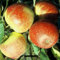 Jonagold, Winterapfel, Apfel als Buschbaum ca. 110-140 cm im 10 Liter Topf, M 26