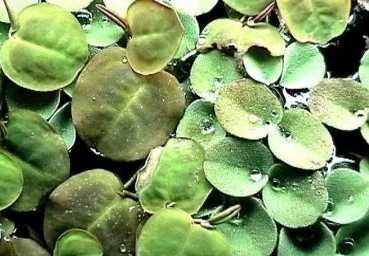 20 x Wasserwolfsmilch (Phyllanthus), Schwimmpflanze