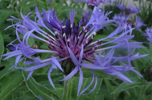 Garden House Centaurea montana, Perennial cornflower - Native European Wildlife pollinator Nectar rich BEE pollen plant