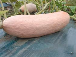 PREMIER SEEDS DIRECT Squash - Jumbo Pink Banana - 25 Seeds