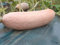 PREMIER SEEDS DIRECT Squash - Jumbo Pink Banana - 25 Seeds