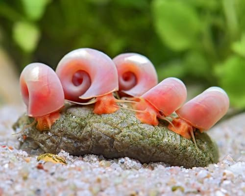 Garnelio - Rosa Posthornschnecke - Planorbella duryi duryi - 5er Gruppe