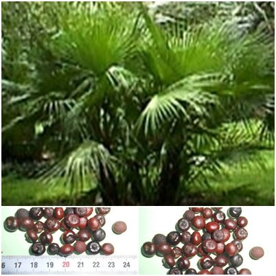 Palmetto Palme - 50 Samen - Sabal palmetto