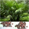 Palmetto Palme - 50 Samen - Sabal palmetto