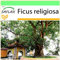 SAFLAX - Buddha-Feige/Bodhi-Baum - 100 Samen - Ficus religiosa